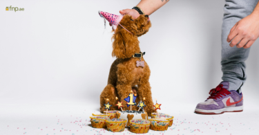 Person celebrating his Dog Birthday with pupcakes