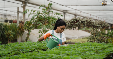 Women watering Plants in the Garden