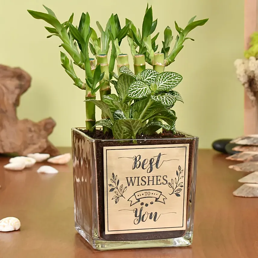 PLANTS