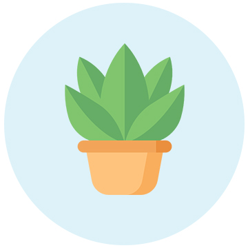 Plants for Father's Day