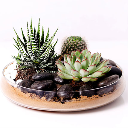 Plants Online