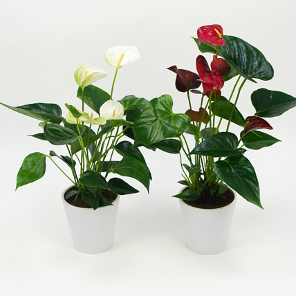 Air Purifying Plants Online