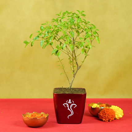 Tulsi Plants