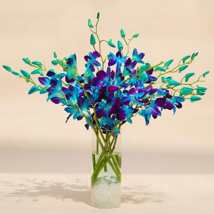 Gift Ideas Online