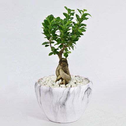 Bonsai Plants Online