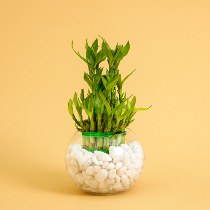 Lucky Bamboo in Glass Vase filled with white stones