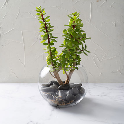 Jade Plant in Glass Vase filled with black shinny stones
