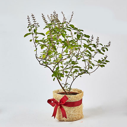 Holy Tulsi Plant in Jute Bag tied with Red Ribbon