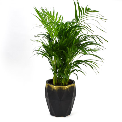 Areca Palm in White Ceramic Pot