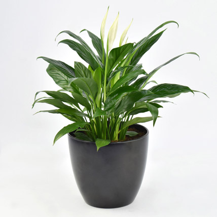 Peaceful Lily Plant in black pot