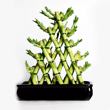 Lucky Bamboo Plant in Triangle shape
