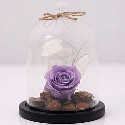 purple-forever-rose-in-glass-dome_1.jpg (428×428)