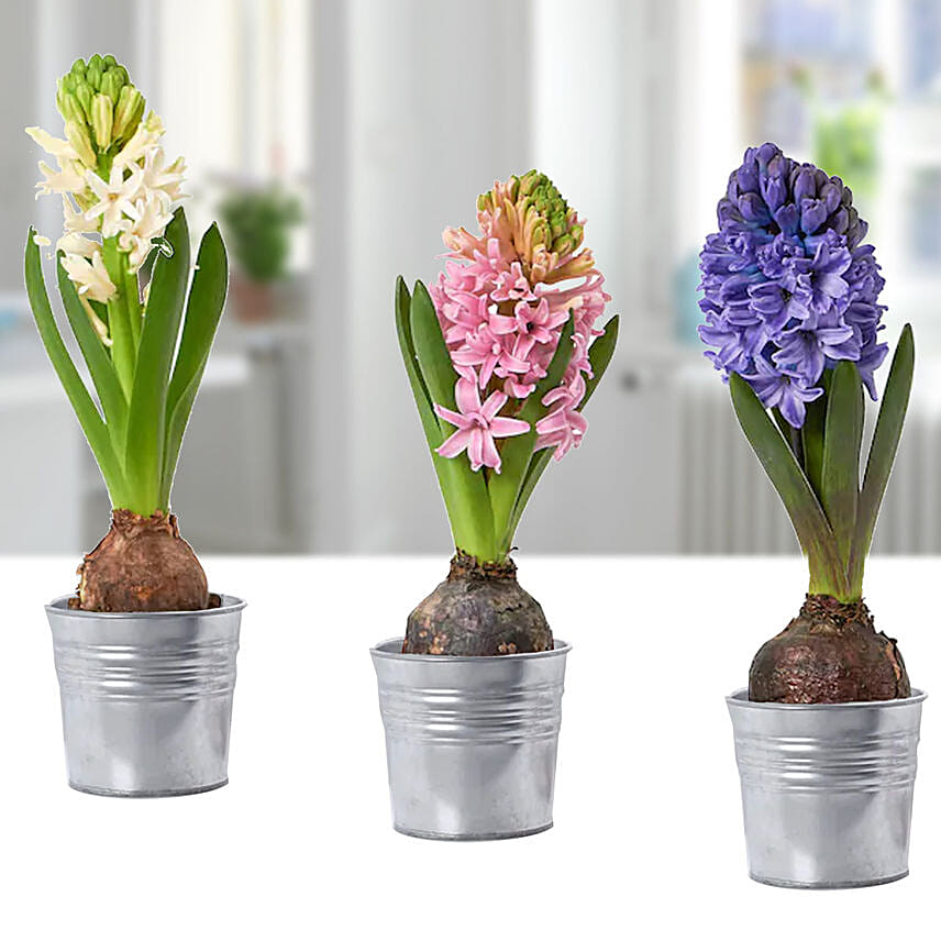 Plants for New Year