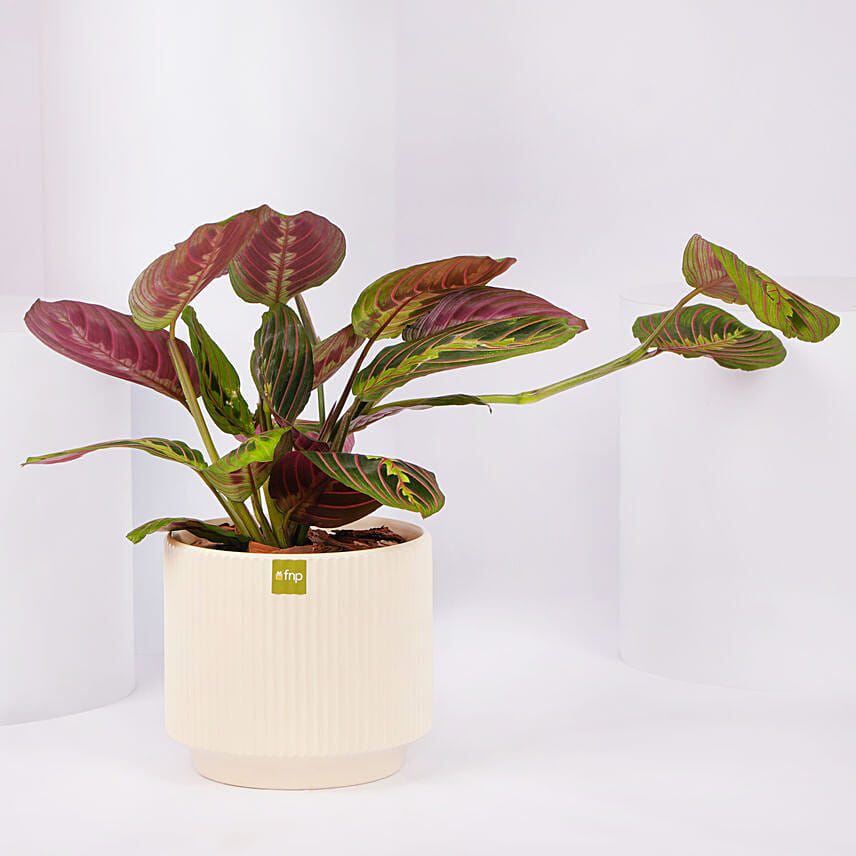 Desktop Plant