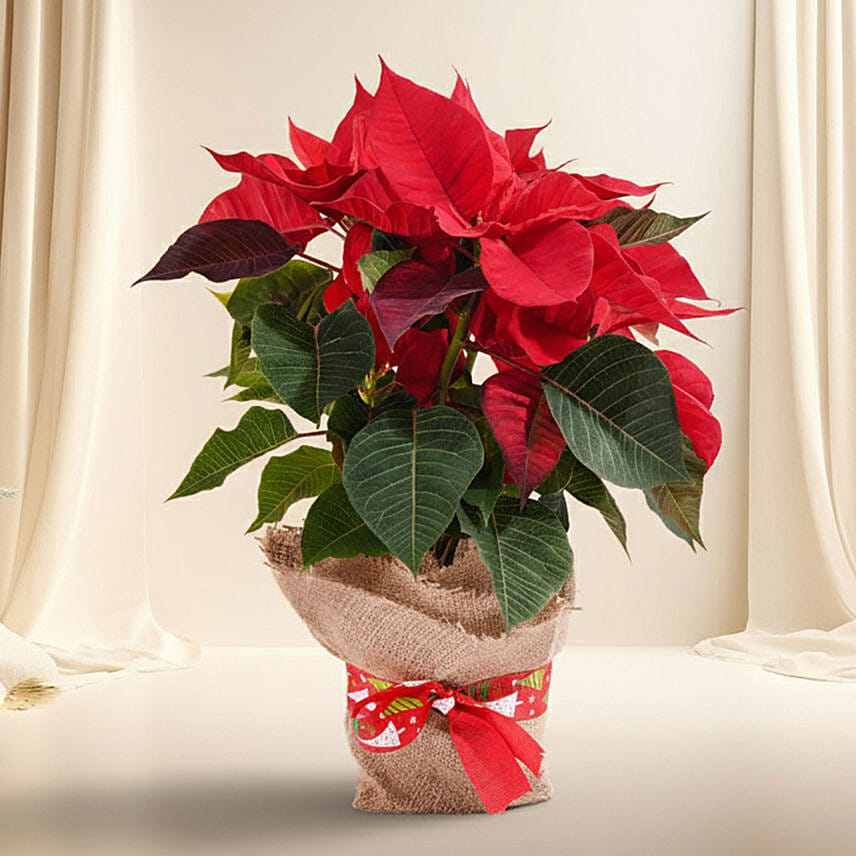 Poinsettia Plants