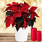 Special Poinsettia Christmas Plant