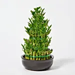 5 Layer Bamboo in Ceramic Pot