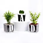Trio of Plants for DAD