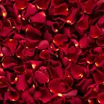 Half Kg Rose Petals