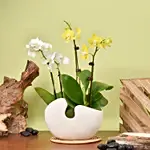 White and Yellow Mini Orchid in Designer Base