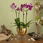 4 Stems Small Purple Orchid Plant In Premium Gold Pot