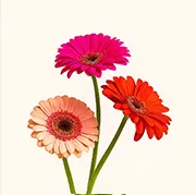 Gerberas Online