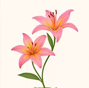 Lilies Online