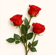 Roses Online