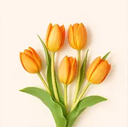 Tulip Flower