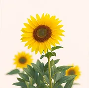 Sunflower Online