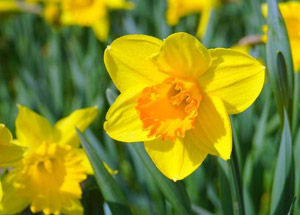 Daffodil Flower
