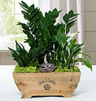 Get Plants Online