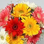 Classy Mixs Of Gerbera Blossoms