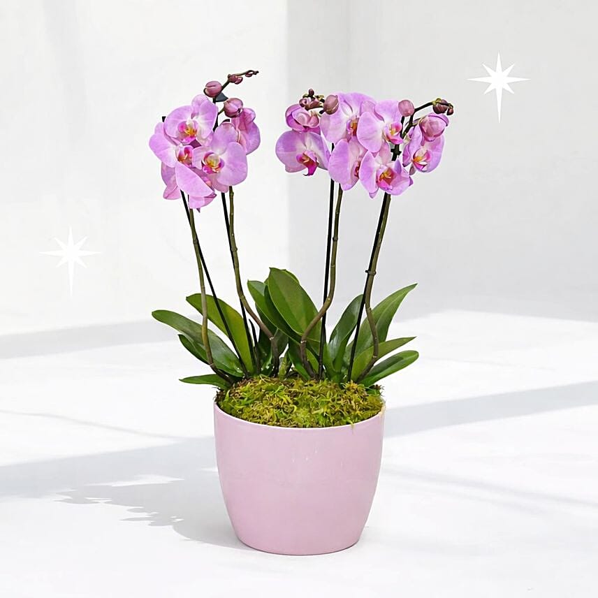 Pink Orchids Plant Vase: 