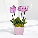 Pink Orchids Plant Vase