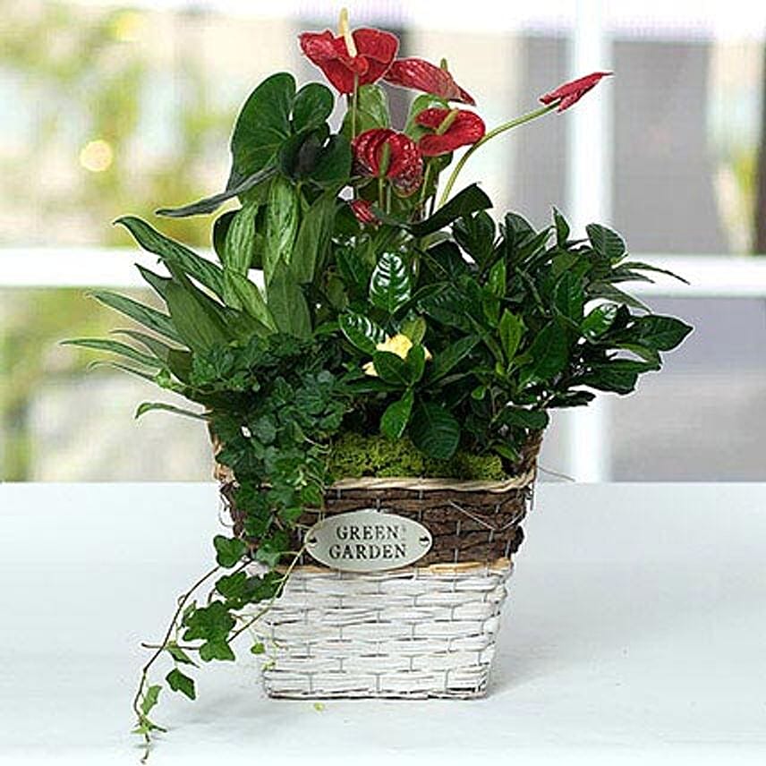 Plants Online
