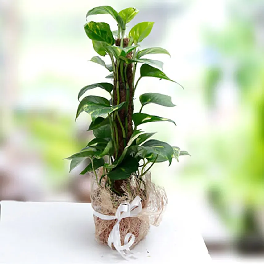 Utmost Perfection: Housewarming Plants