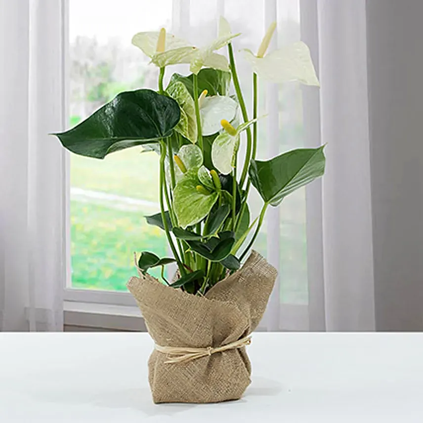 White Anthurium Jute Wrapped Potted Plant: Fresh Christmas Trees