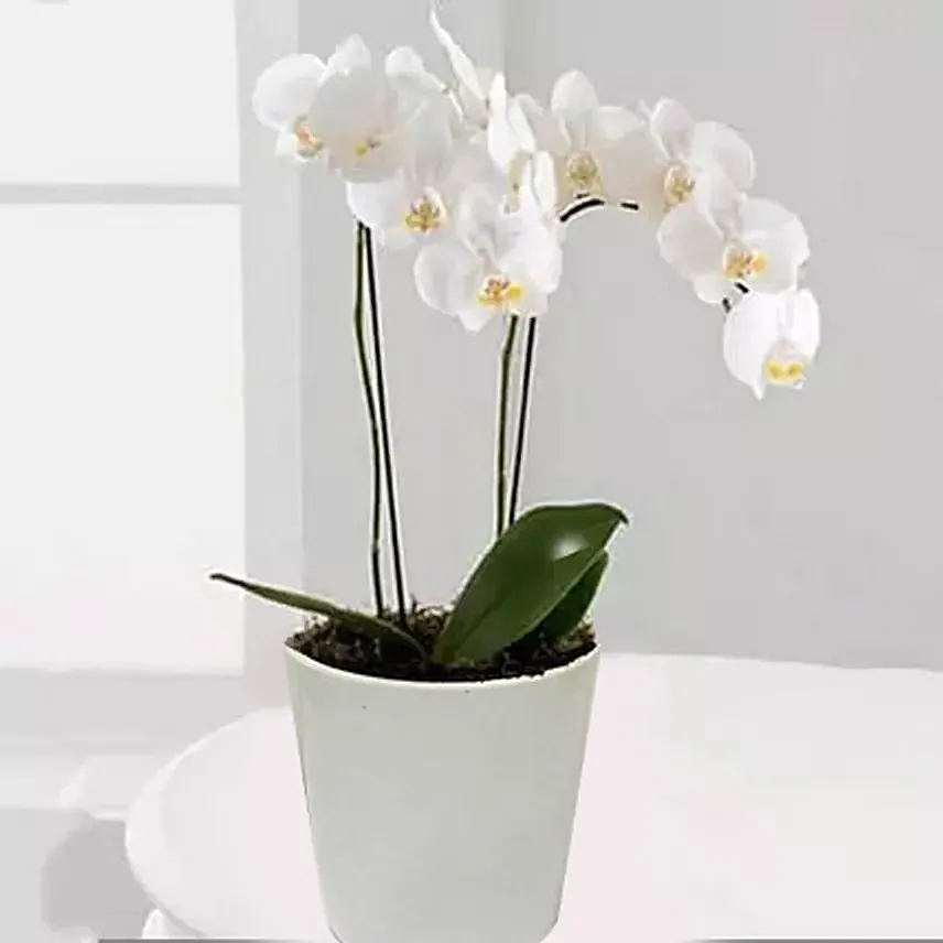 White Phalaenopsis Orchid Plant: flowers