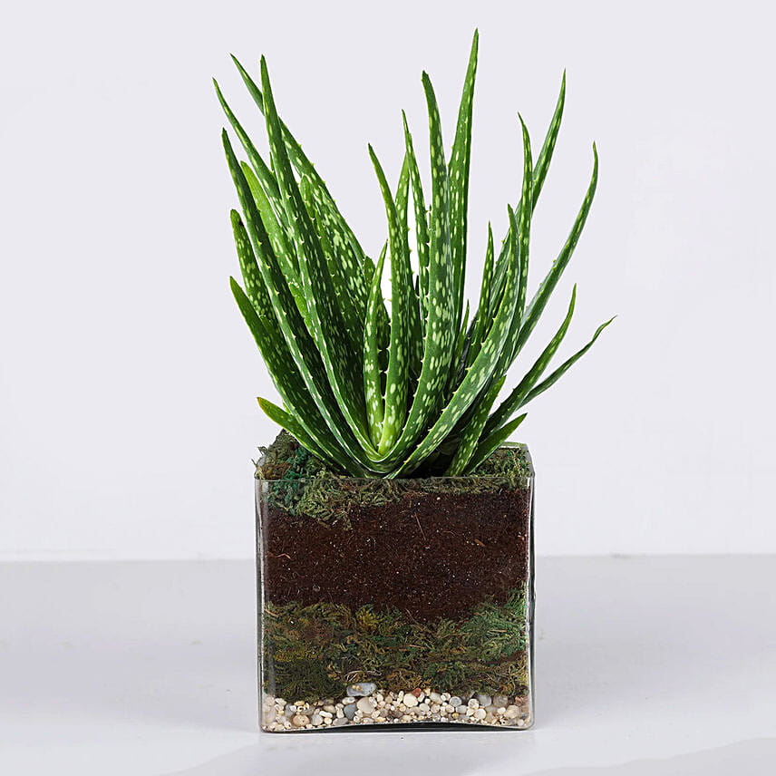 Aloe Vera Plant in Square Vase: Cactus and Succulents 