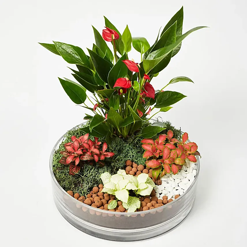 Beautiful desktop garden: Plants for Birthday Gift 