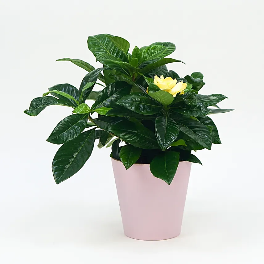 Beautiful Gardenia Jasmine Plant: Eid Flowers and Sweets