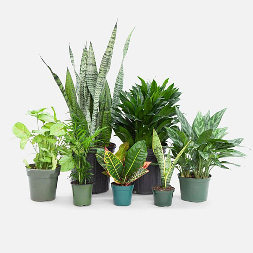 Beautiful Set Of 7 Indoor Plants: Air Purifying Plants