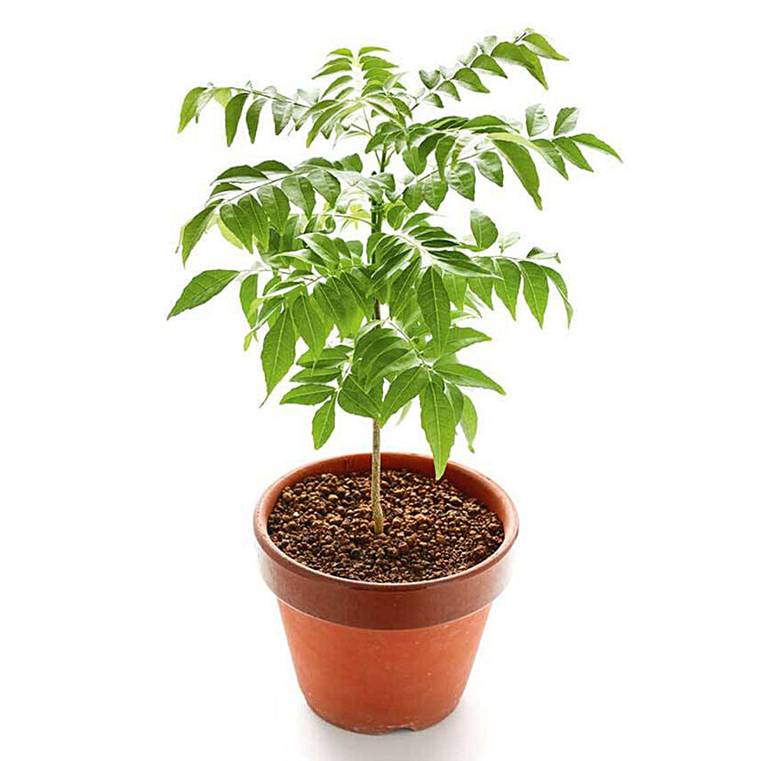 Curry Plant Pot: Outdoor Plants 