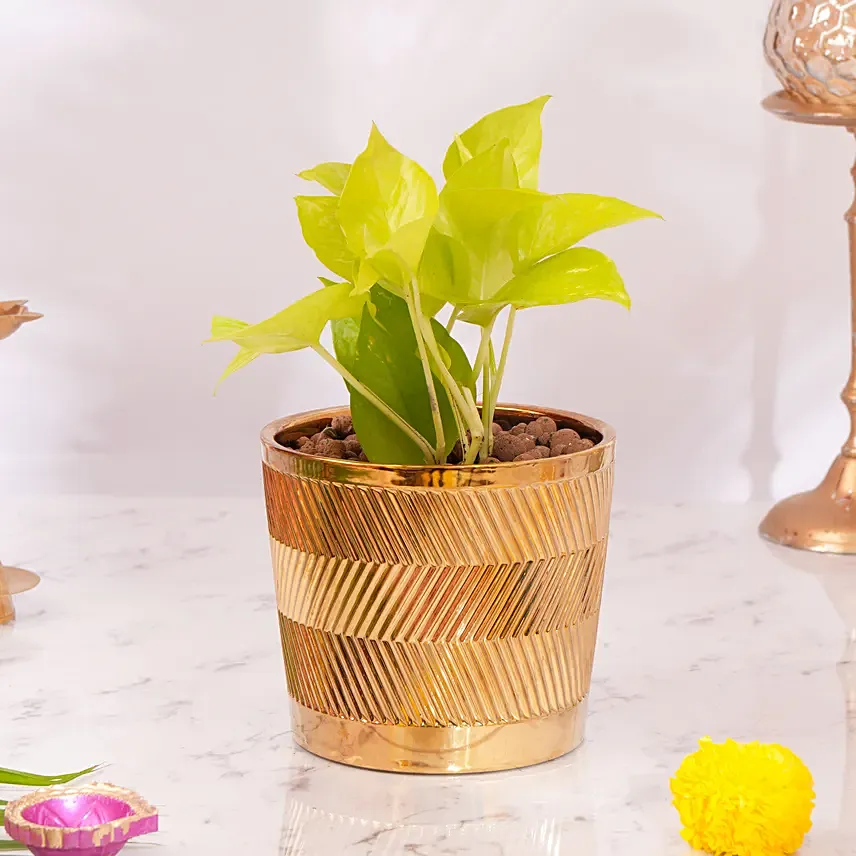 Diwali Money Plant: 
