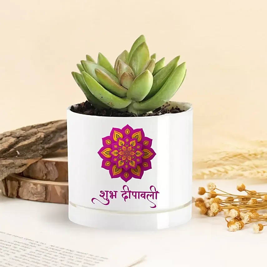Echeveria Plant Shubh Diwali Vase: 