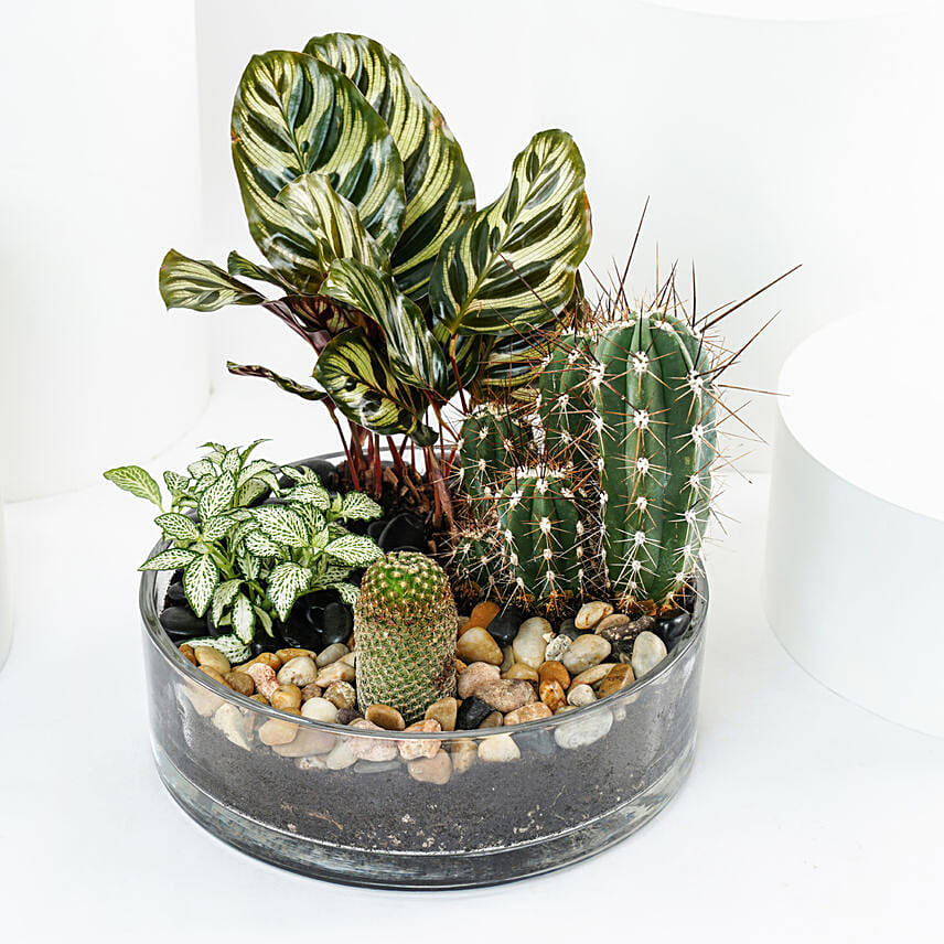 Evergreen Plants Dish Garden: Good Luck Plants