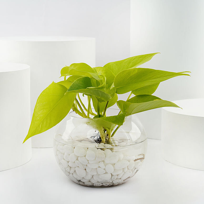 Golden Scindapsus or Money Plant in Glass Bowl: Plants