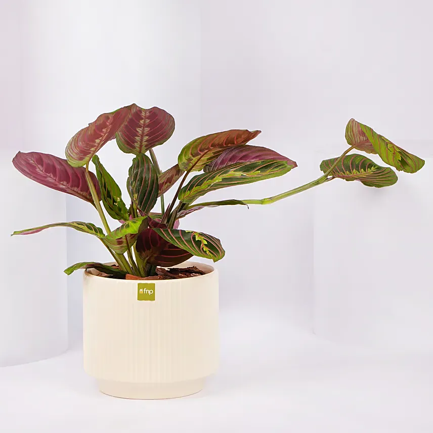 Maranta Potted Plant: Housewarming Plants 
