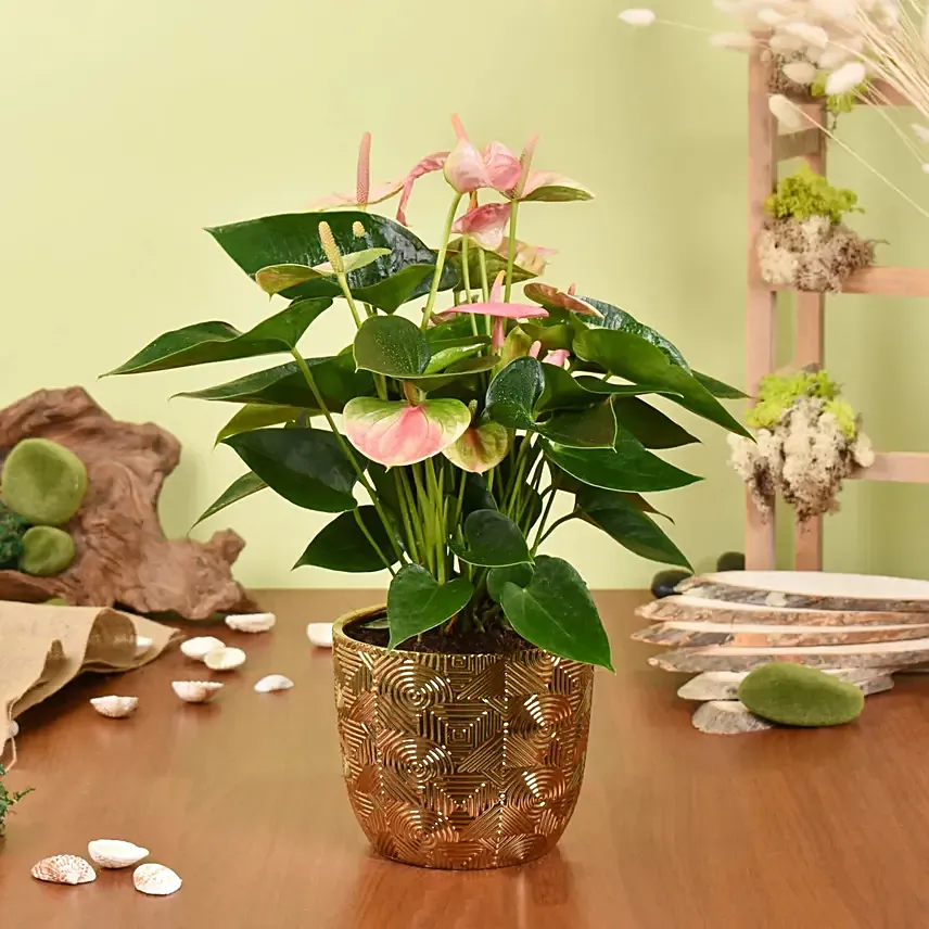 Pink Anthurium in Premium Planter: 